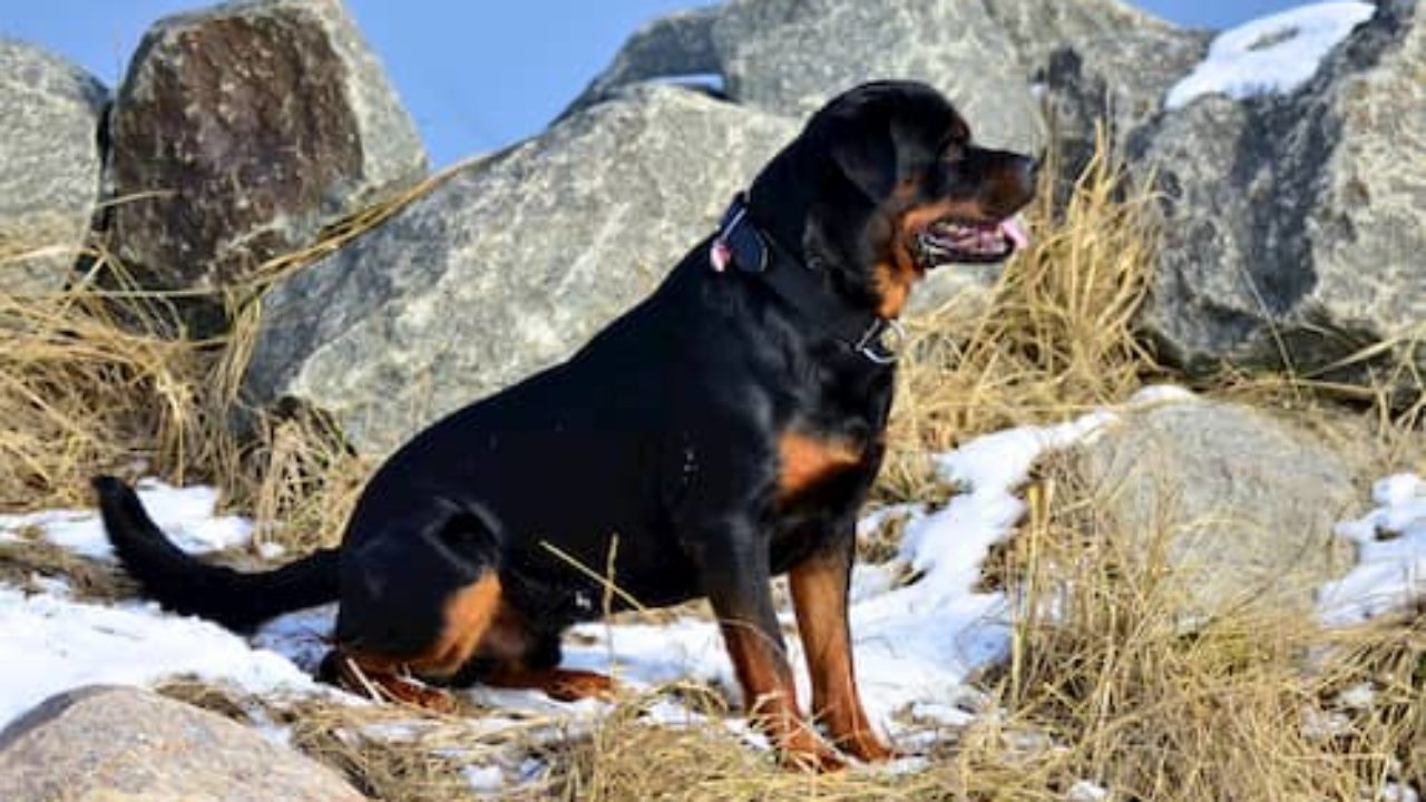 Noms Pour Les Chiens Rottweiler 350 Idees Pour Votre Chiot